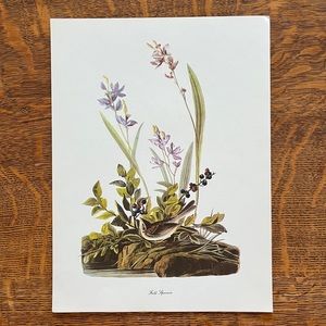 Vintage Audubon Birds of America Lithograph Print, Field Sparrow